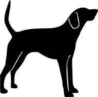 American-Foxhound(3)