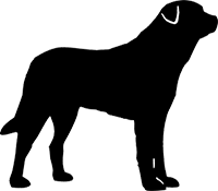 Anatolischer Hirtenhund(4)