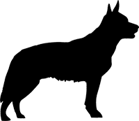 Australian Cattle Dog(1)