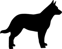 Australian Cattle Dog(2)