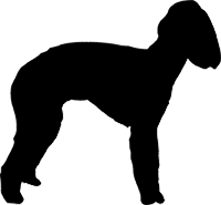 Bedlington Terrier(2)