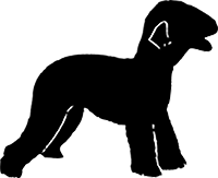 Bedlington Terrier(3)