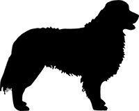 Berner Sennenhund(1)