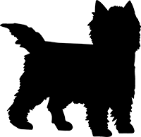 Cairn Terrier(1)