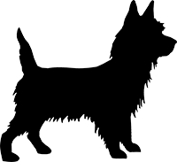Cairn Terrier(3)