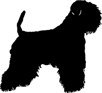 Irish Soft Coated Wheaten Terrier(3)