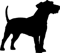 Jack Russel Terrier(10)