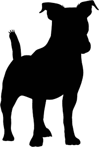 Jack Russell Terrier(4)