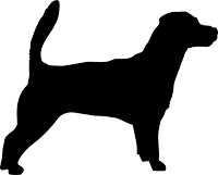 Jack Russel Terrier(6)