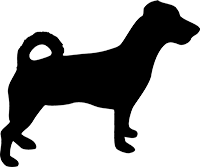 Jack Russel Terrier(8)