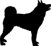 Karelischer Bärenhund(1)