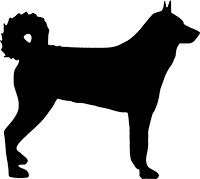 Karelischer Bärenhund(2)