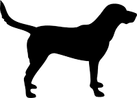 Labrador(5)