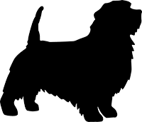 Norfolk Terrier(2)