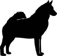 Norwegischer Elchhund(2)