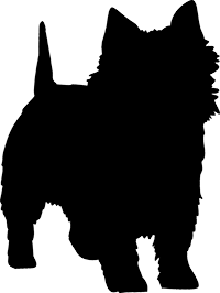 Norwich Terrier(1)