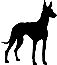 Pharaonenhund(1)