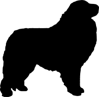 Pyrenäenberghund(3)