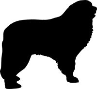 Pyrenäenberghund(4)