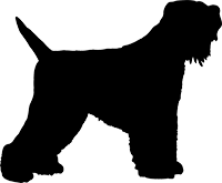 Schwarzer-Russischer-Terrier(1)