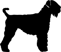Schwarzer-Russischer-Terrier(2)