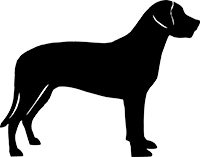 Schweizer Sennenhund(3)