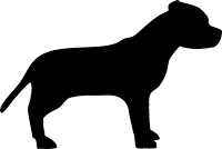 Staffordshire Bull Terrier(4)