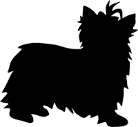 Yorkshire Terrier(4)