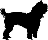 Yorkshire Terrier(6)