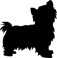 Yorkshire Terrier(8)