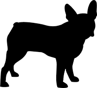 Französische Bulldogge(6)