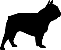 Französische Bulldogge(7)